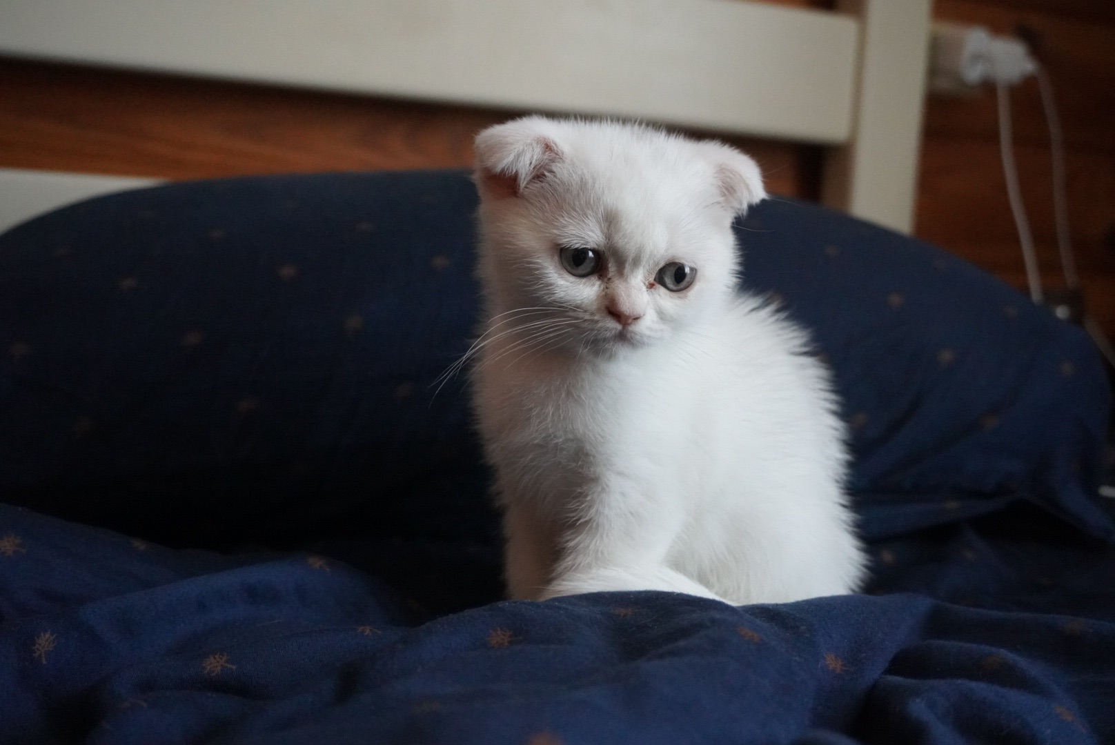 Кошеня скоттіш фолд