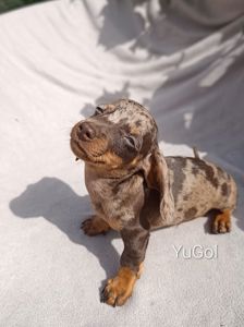 Голубоокий мініатюрний хлопчик