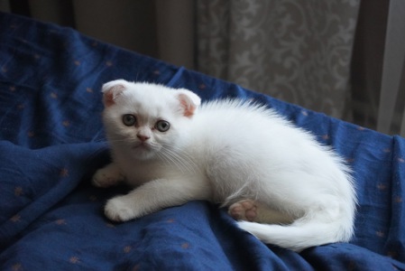 Кошеня скоттіш фолд