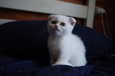 Кошеня скоттіш фолд