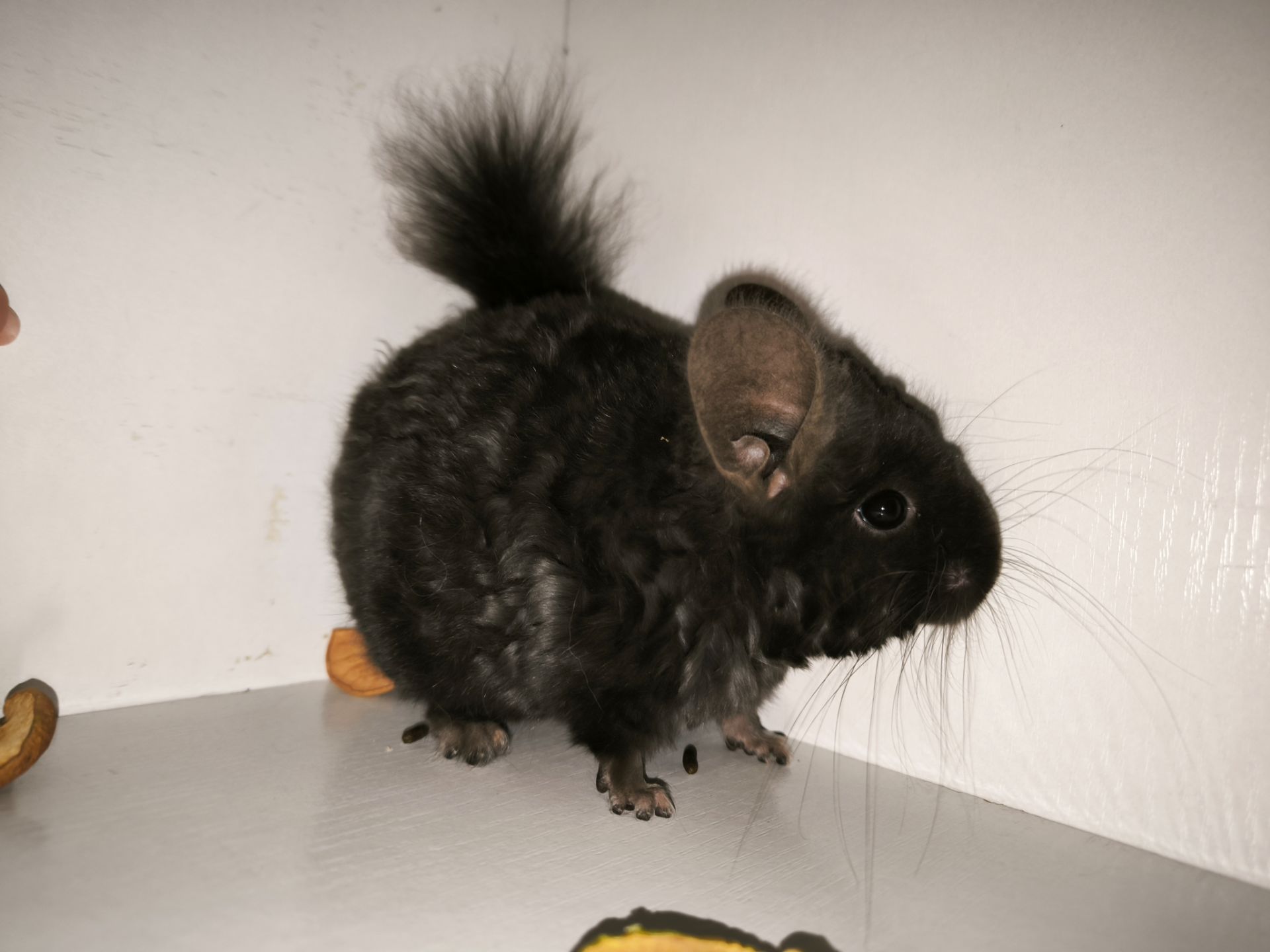 Чорний хлопчик шиншила