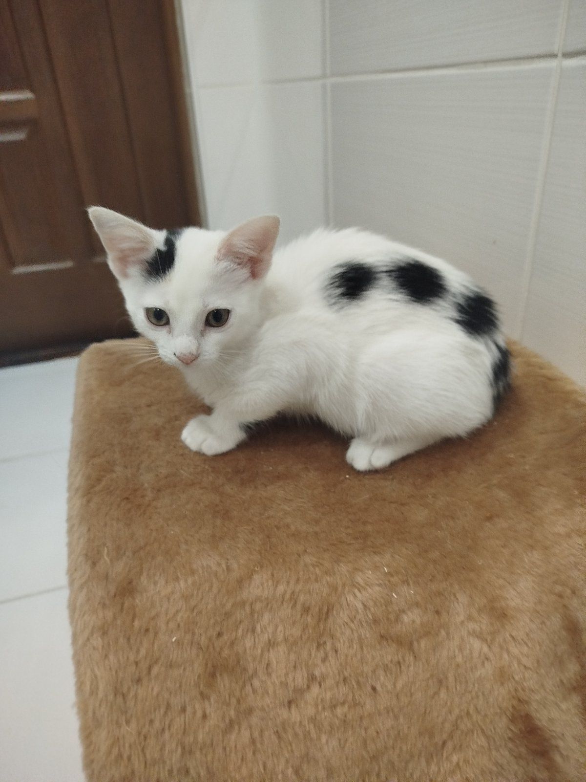 Кошеня в добрі руки