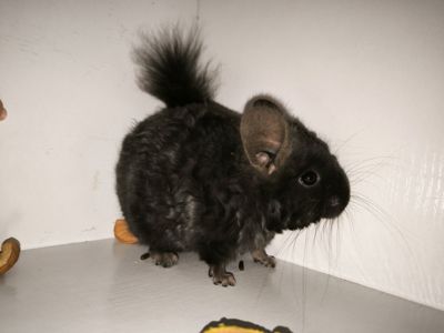 Чорний хлопчик шиншила