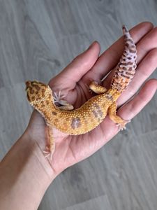 TTA Самка эублефара 1,2 года