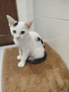 Кошеня в добрі руки