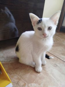 Кошеня в добрі руки