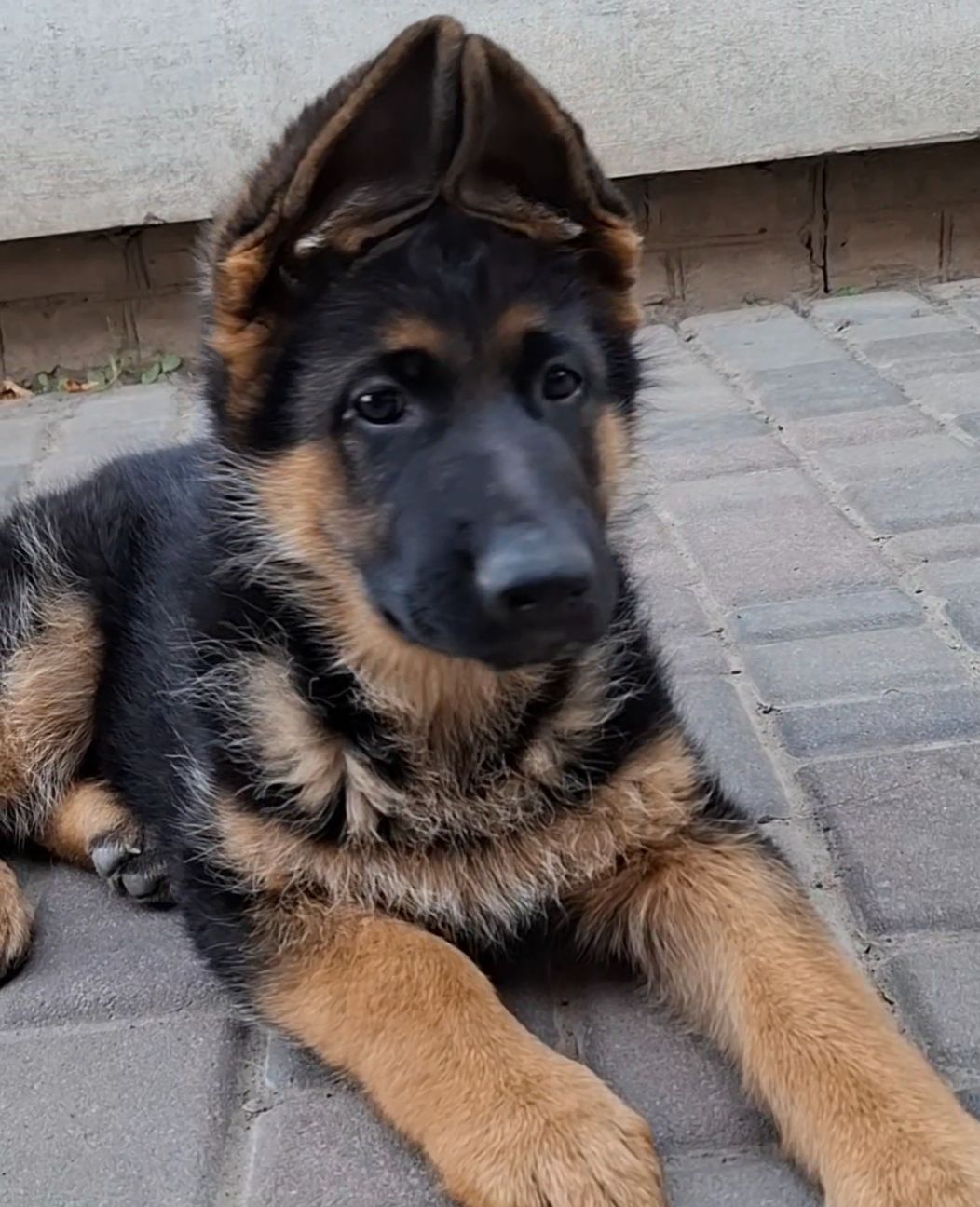 Цуценята німецької вівчарки