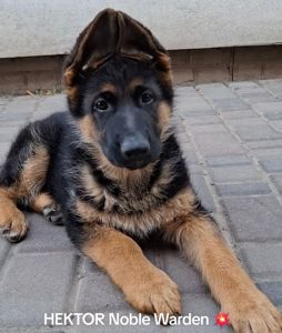 Цуценята німецької вівчарки