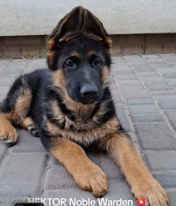 Цуценята німецької вівчарки