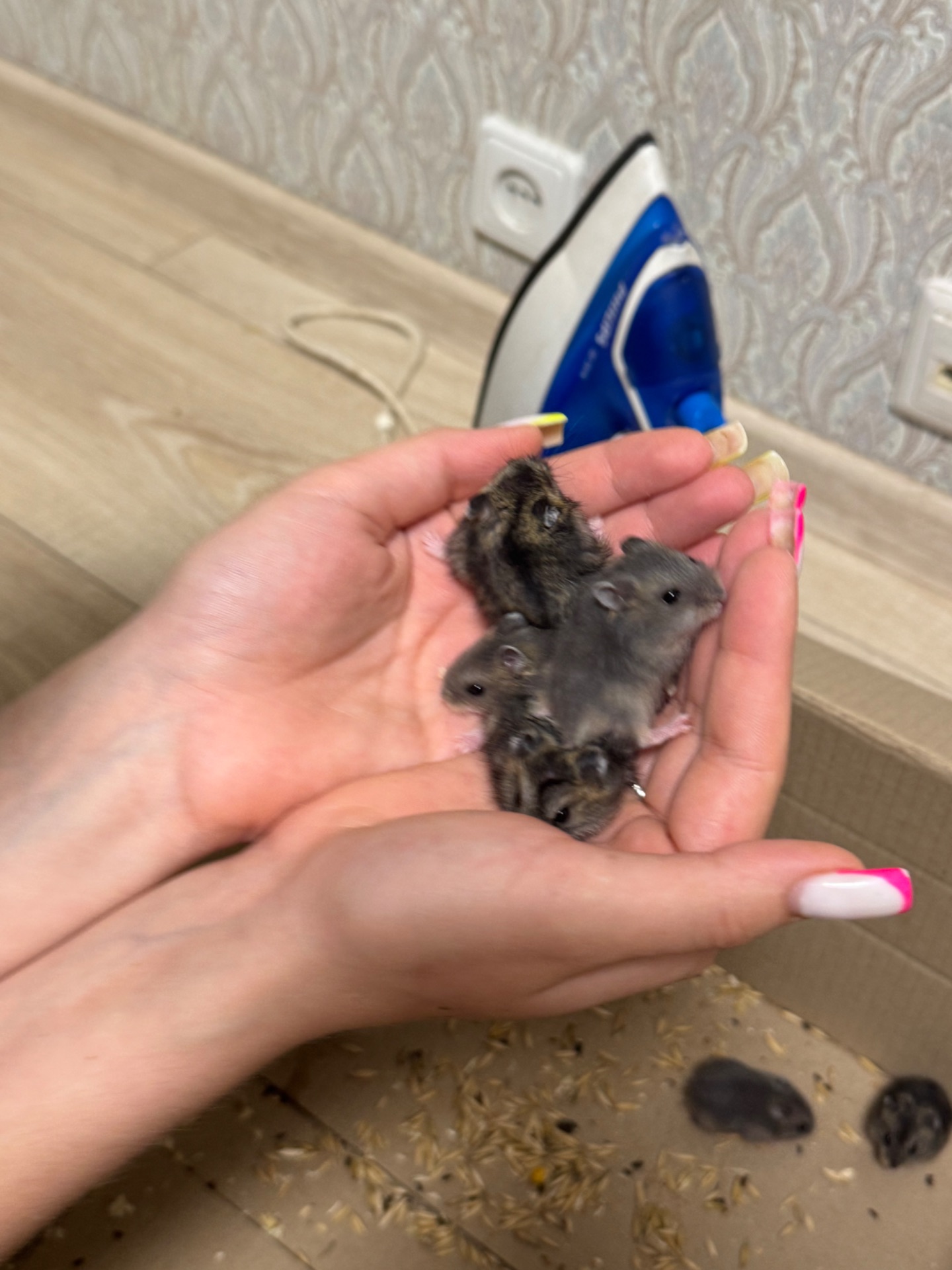 Продам маленьких гризунів