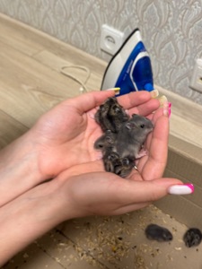 Продам маленьких гризунів