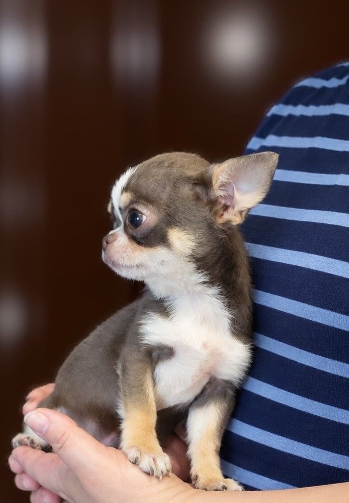 Хлопчик міні ліловий