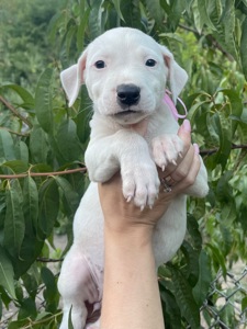 Цуценята американський стаффорд