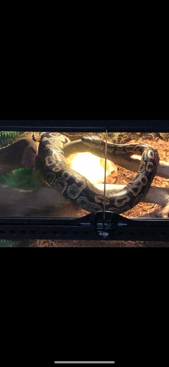 Пітон королівський 6 років. Самець
