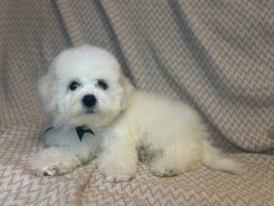 Цуценята бішон фрізе шукають свої родини
