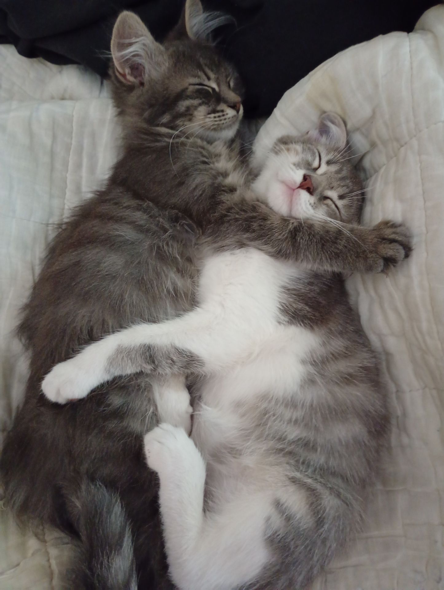 Отдам котенка в Киеве
