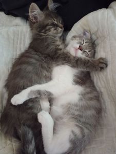 Отдам котенка в Киеве