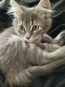 Отдам котенка в Киеве