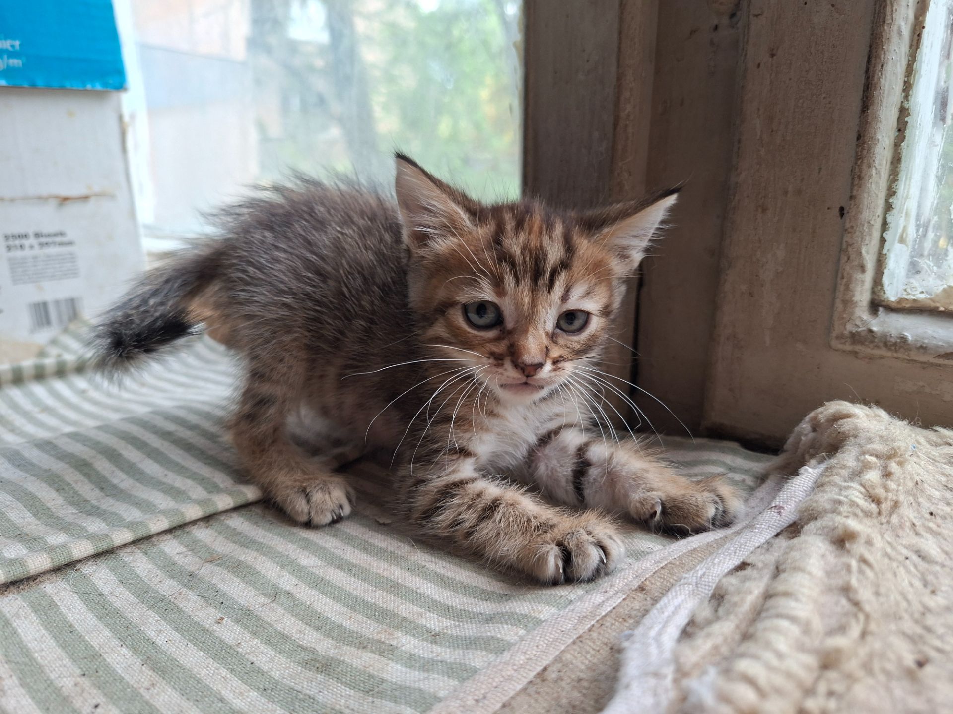 Кошенята в дбайливу родину