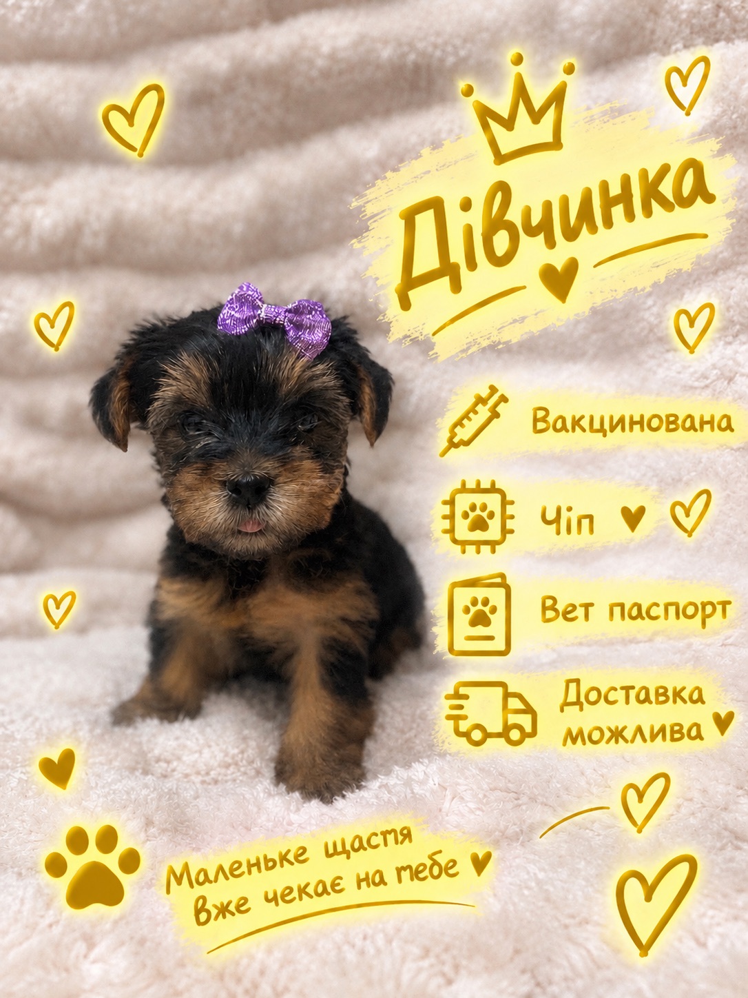 Малюки йорки вже чекають на тебе 🐶