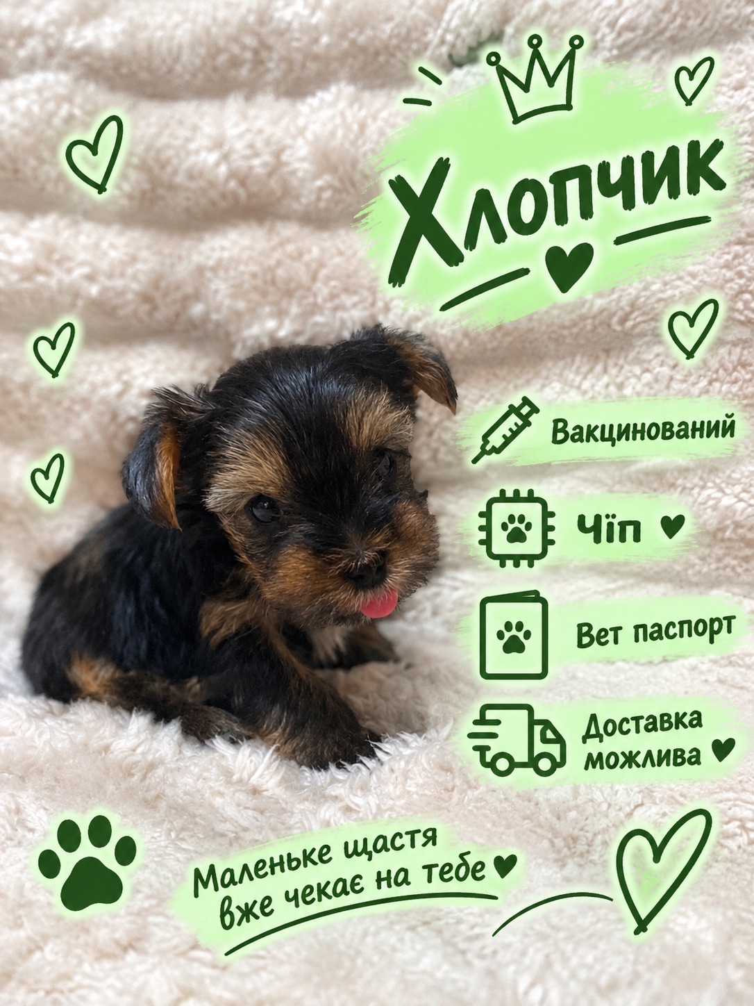 Малюки йорки вже чекають на тебе 🐶