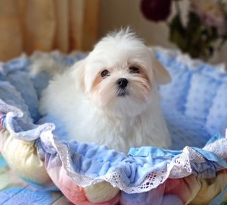 Лялькові цуценята мальтезе