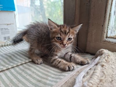Кошенята в дбайливу родину