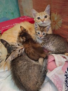 Кошенята в дбайливу родину