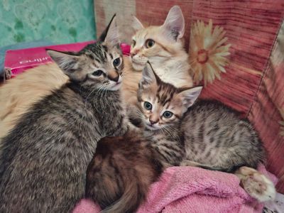 Кошенята в дбайливу родину