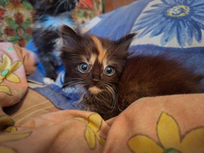 Кошенята в дбайливу родину