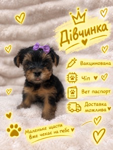 Малюки йорки вже чекають на тебе 🐶