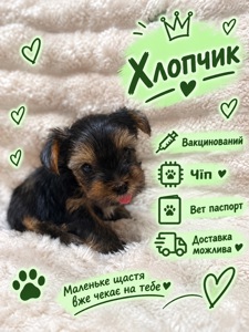 Малюки йорки вже чекають на тебе 🐶