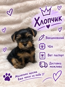 Малюки йорки вже чекають на тебе 🐶