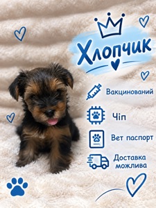 Малюки йорки вже чекають на тебе 🐶