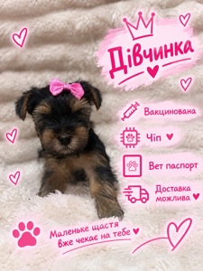 Малюки йорки вже чекають на тебе 🐶