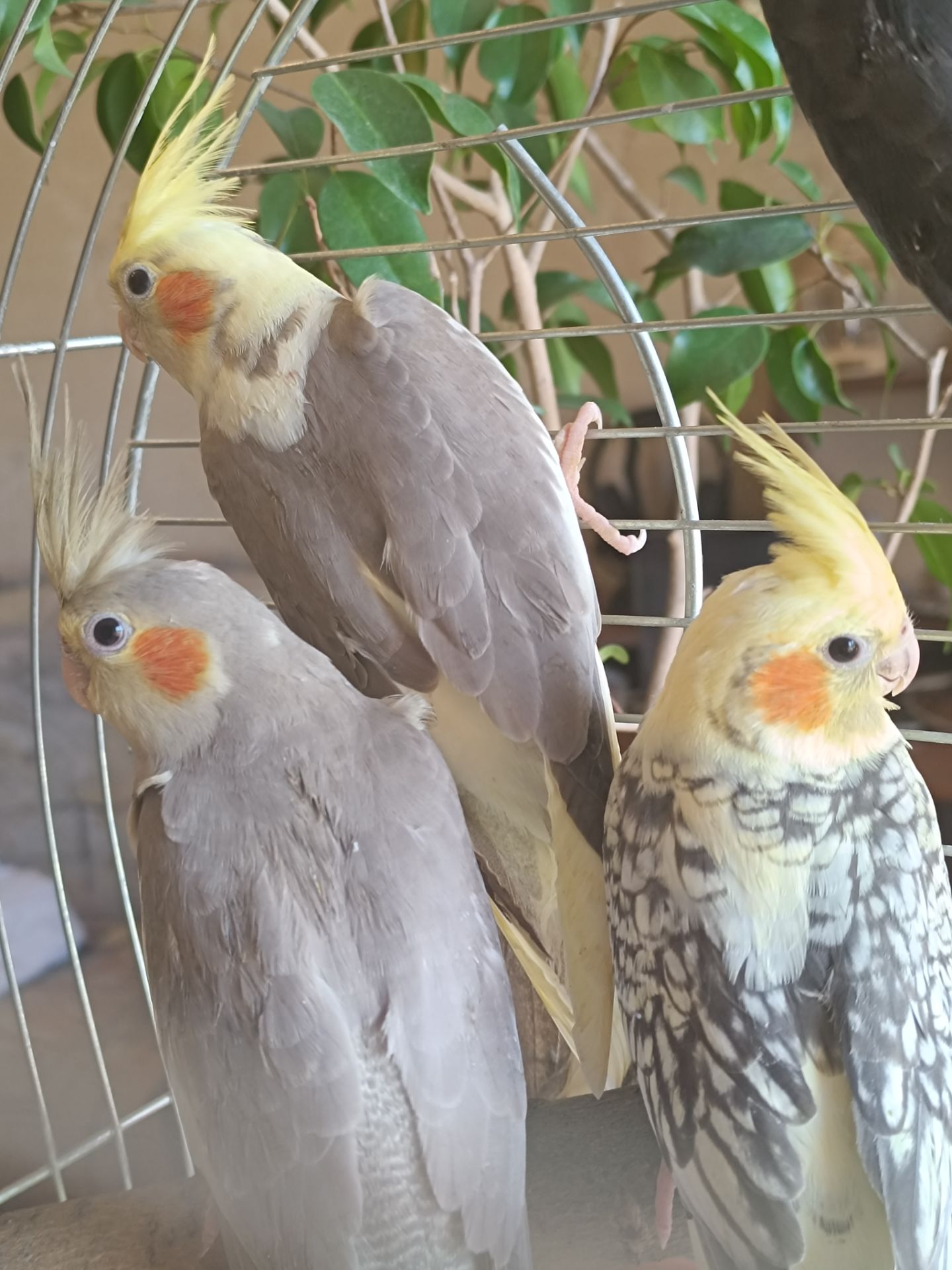🦜 Красивіі пташенята корел