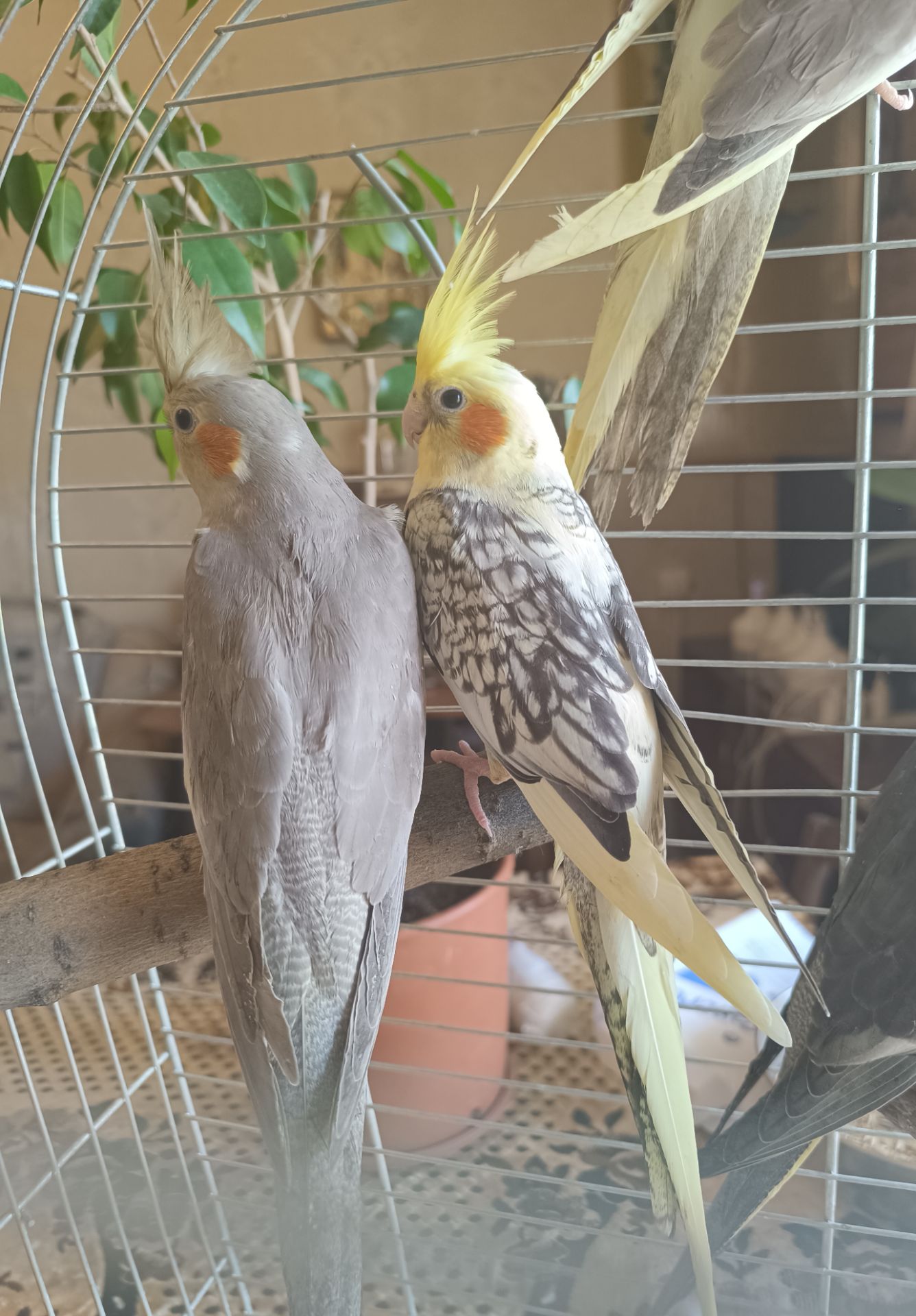 🦜 Красивіі пташенята корел