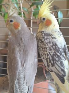🦜 Красивіі пташенята корел