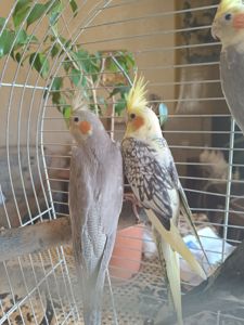 🦜 Красивіі пташенята корел