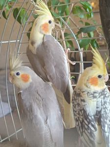 🦜 Красивіі пташенята корел