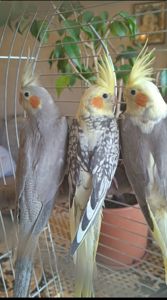 🦜 Красивіі пташенята корел