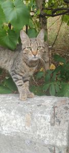 Молодий чемний котик в пошуках сім'ї