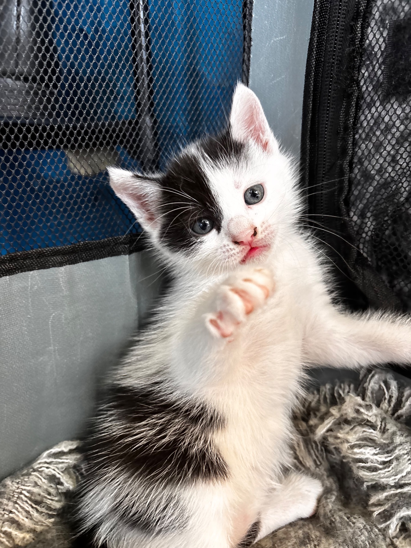 Віддам безкоштовно кошенят
