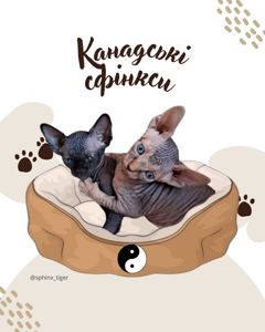 Канадські сфінкси