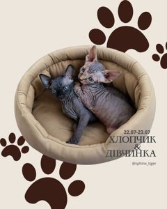 Канадські сфінкси