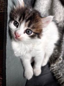 Віддам безкоштовно кошенят
