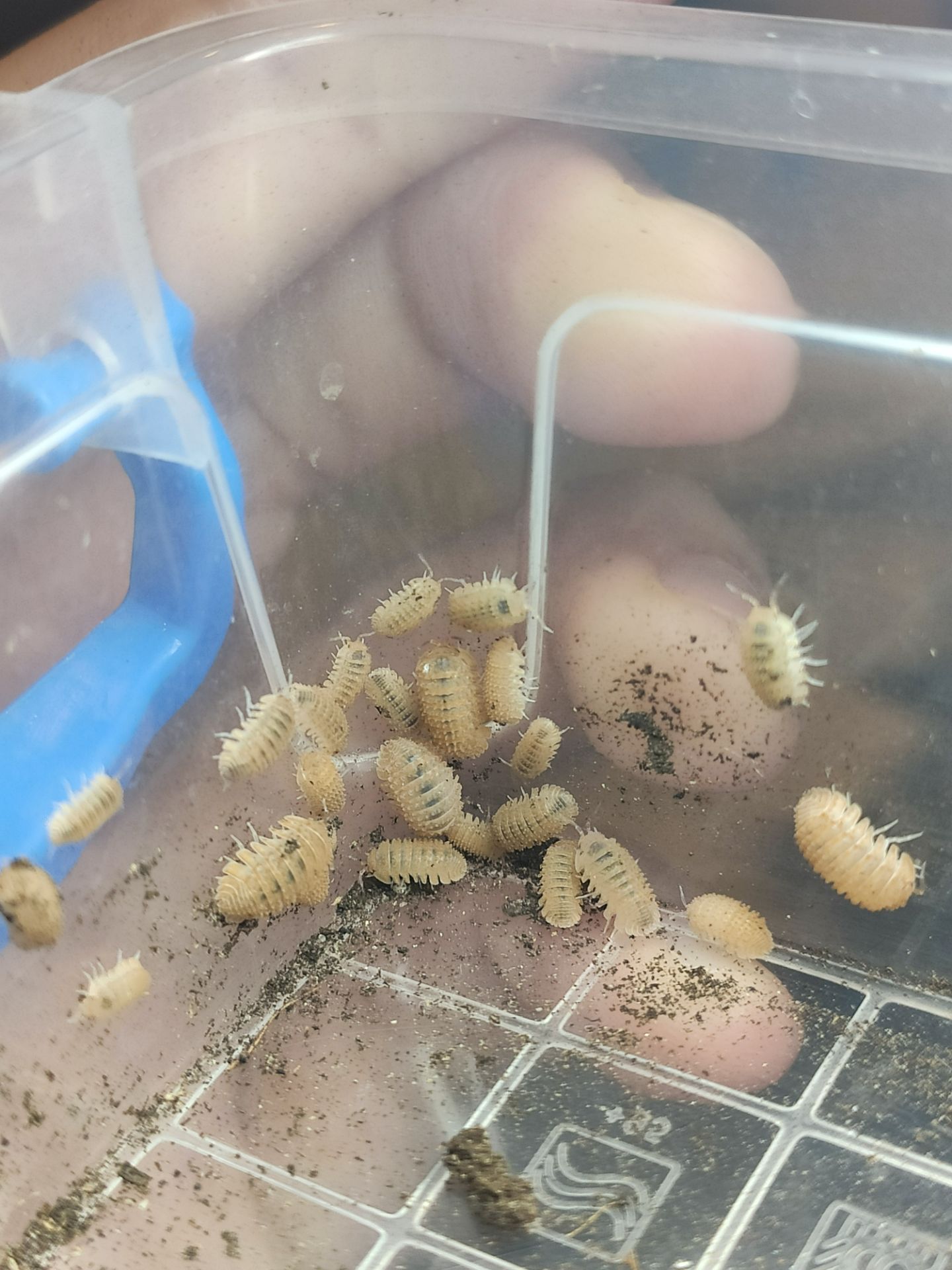 Сrystarmadillidium muricatum 12+ шт