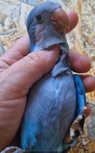 Дружелюбные выкормыши попугая монаха
