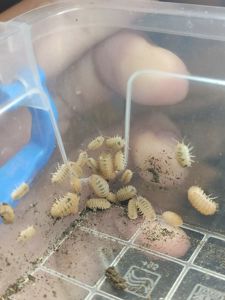 Сrystarmadillidium muricatum 12+ шт