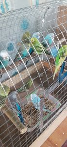 Продам хвилясті папуги різного віку